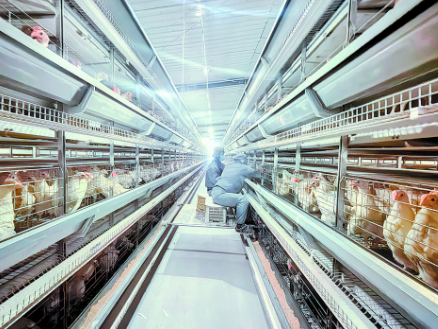 智慧养殖  提质增效